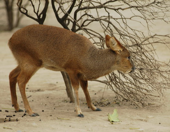 Artiodactyla