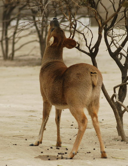 waterdeer5