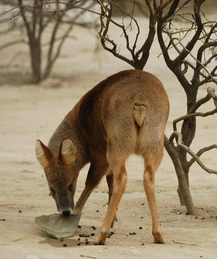 waterdeer7