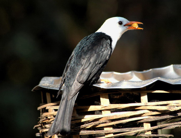 Photo of Hypsipetes leucocephalus