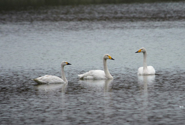 Anseriformes