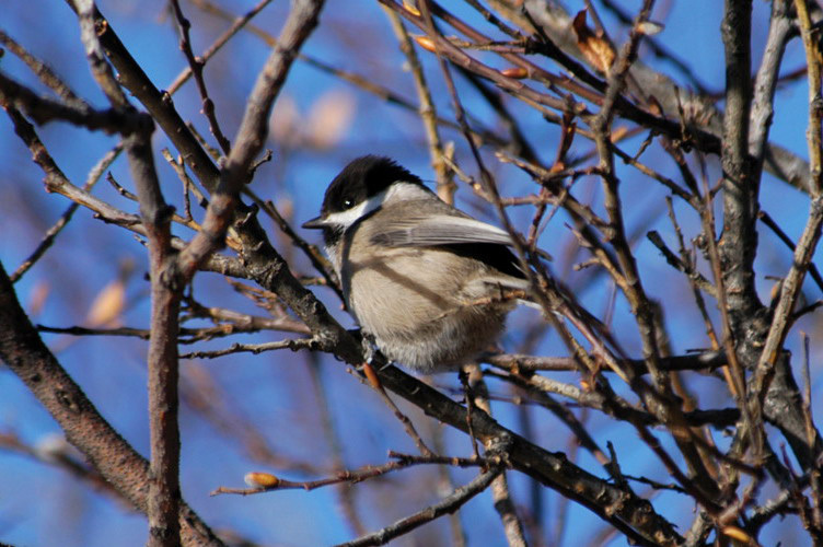 Passeriformes