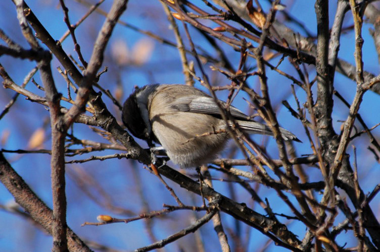 Passeriformes