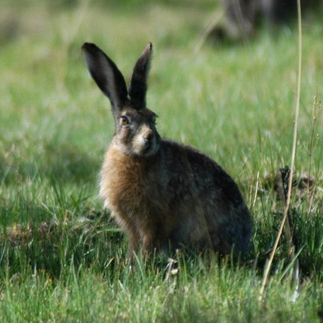 Lagomorpha