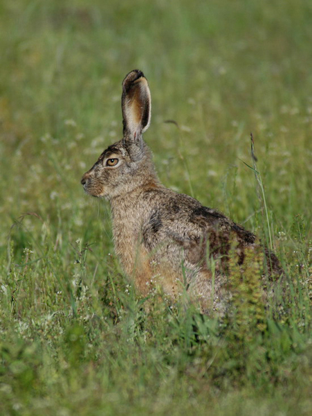 Lagomorpha