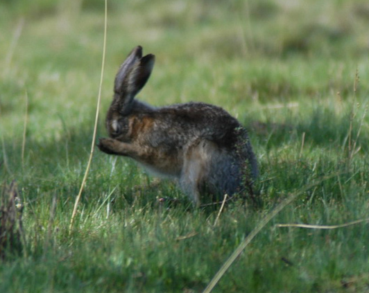 Lagomorpha