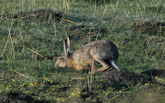 Lagomorpha