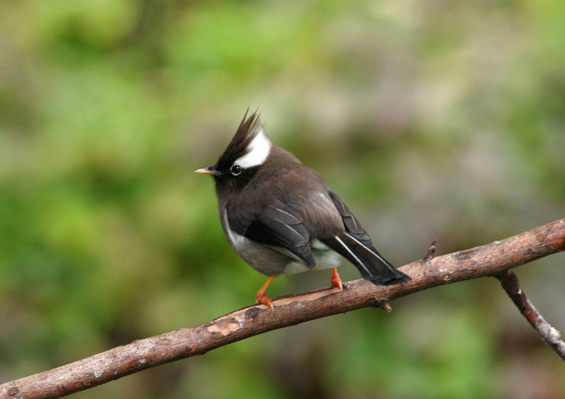 yuhina1