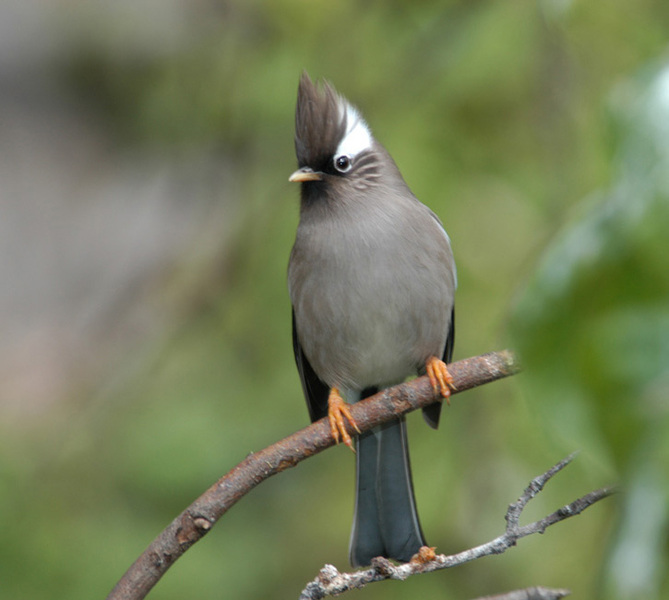 Yuhina diademata