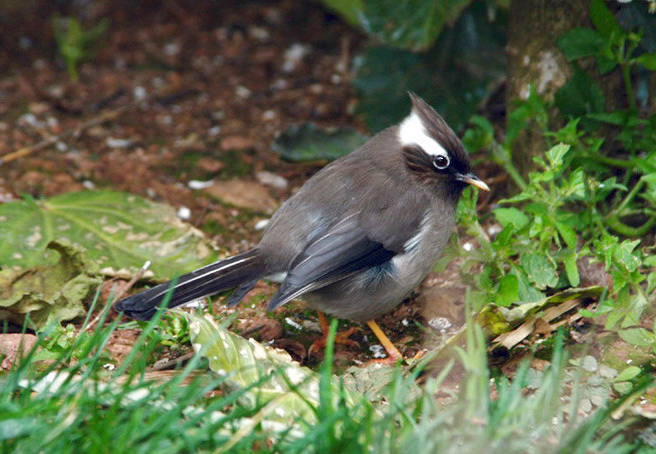 Yuhina diademata