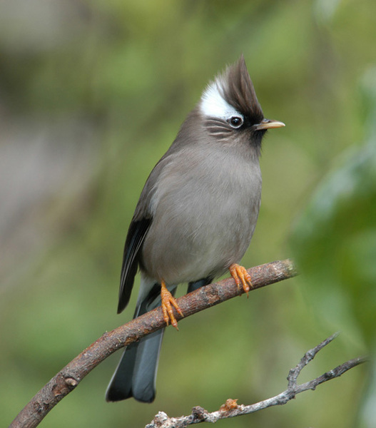 Yuhina diademata