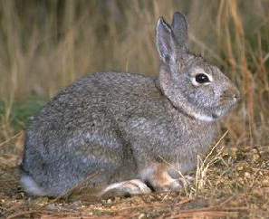 Lagomorpha