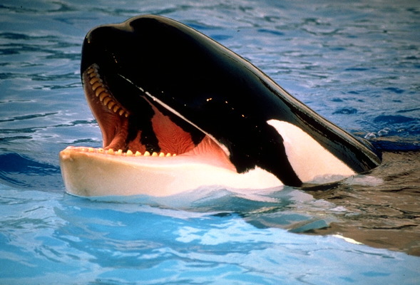 Orcinus orca