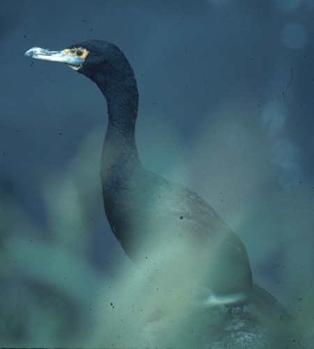 Phalacrocorax urile