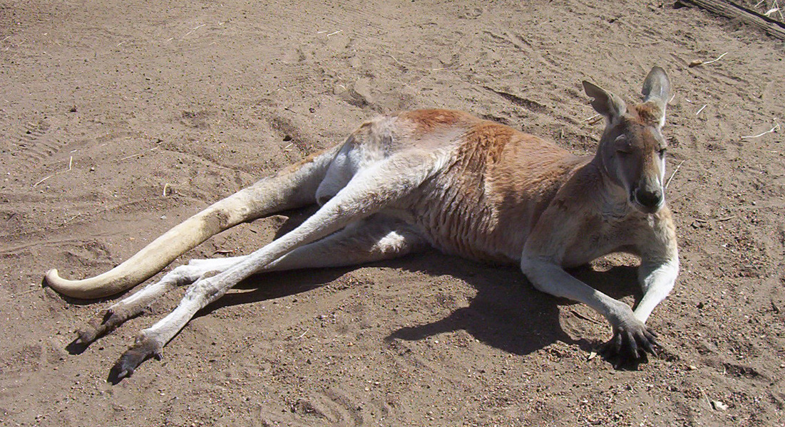 ADW: Macropus rufus: PICTURES