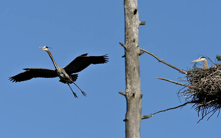 Photo of Ardea herodias