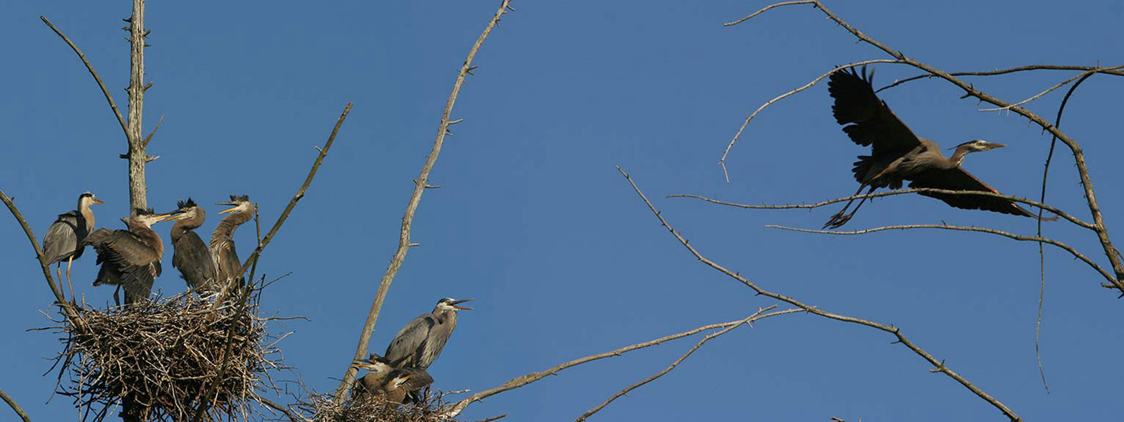 Ciconiiformes