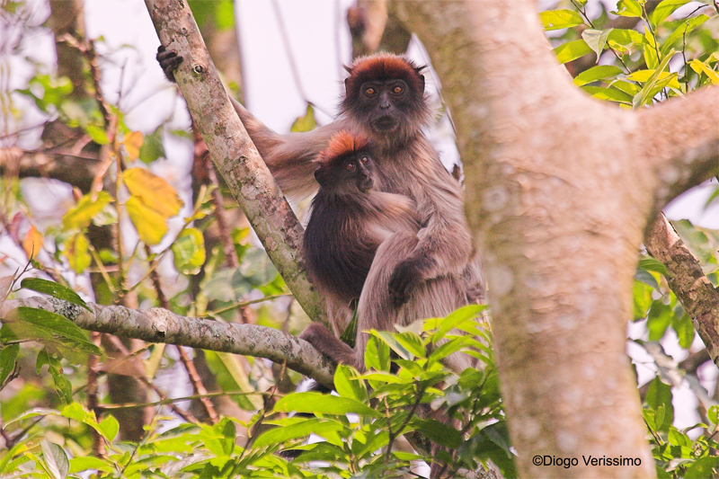 Simiiformes