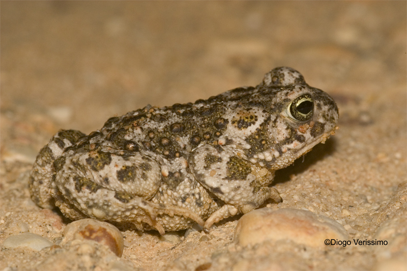 Bufocalamita