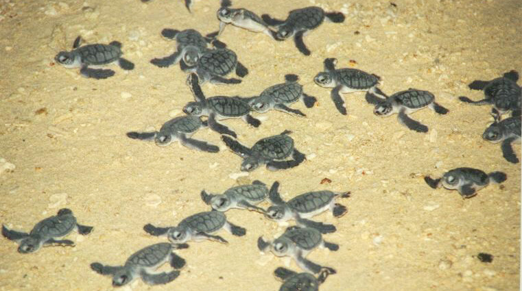 babysuppenschildkroeten