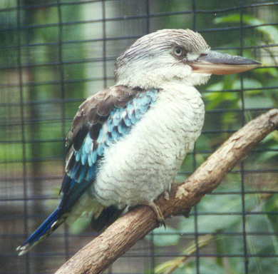 bluewingedkookaburra