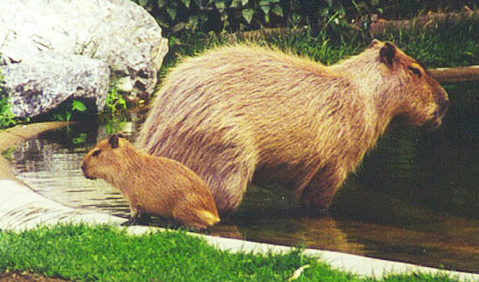 capybaramitkind