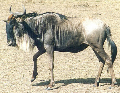 Artiodactyla