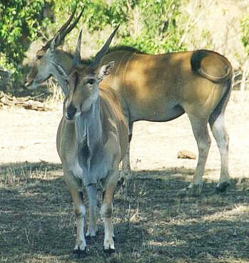 Taurotragus oryx