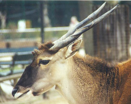 Artiodactyla