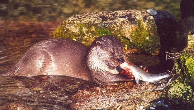 fischotterhellbrunn