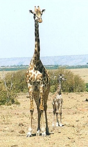 Giraffa camelopardalis