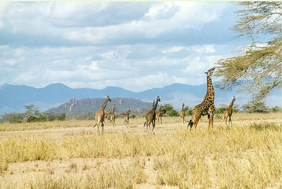 Giraffa camelopardalis