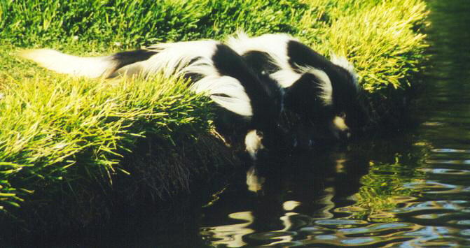 Colobus guereza