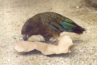 kea