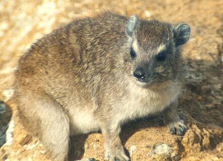 Procavia capensis