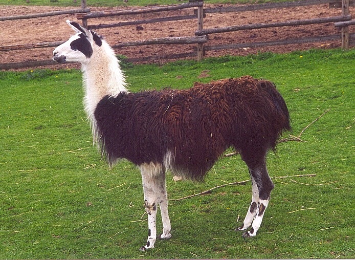 Lama glama