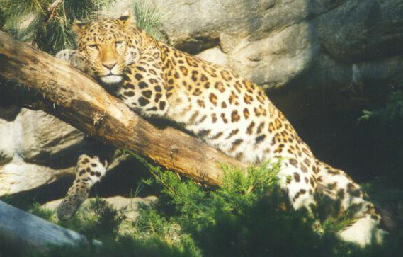 Pantherinae