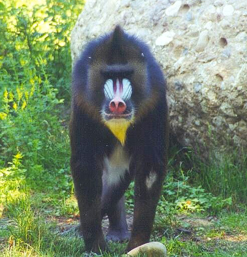 mandrill