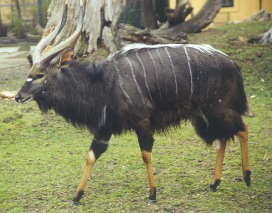 Tragelaphus