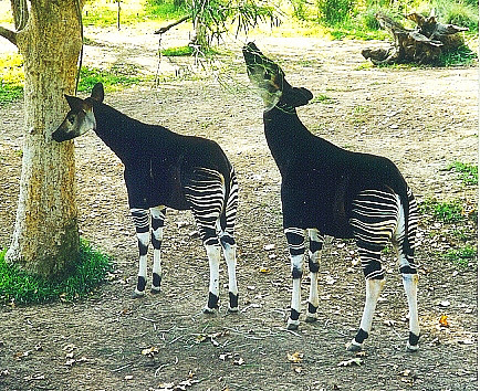 okapis