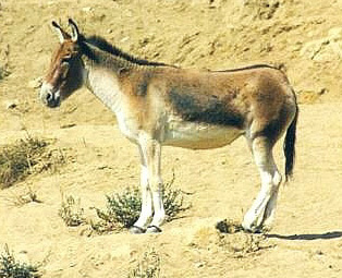 Equus hemionus