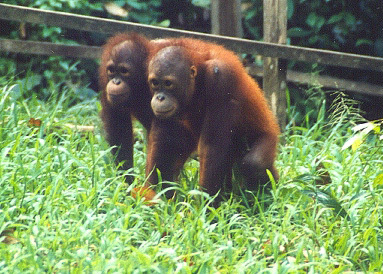 Pongo pygmaeus