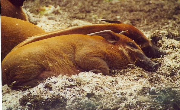 Potamochoerus