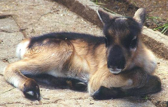 Artiodactyla