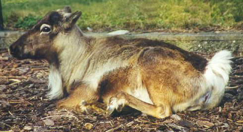 Artiodactyla