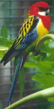 rosella