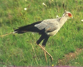 Falconiformes