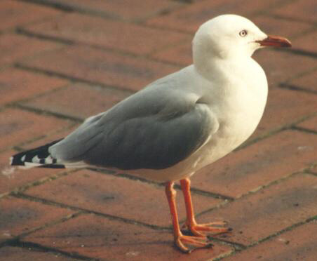 Charadriiformes