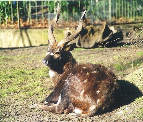 Tragelaphus spekii