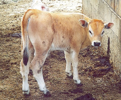 Bos taurus